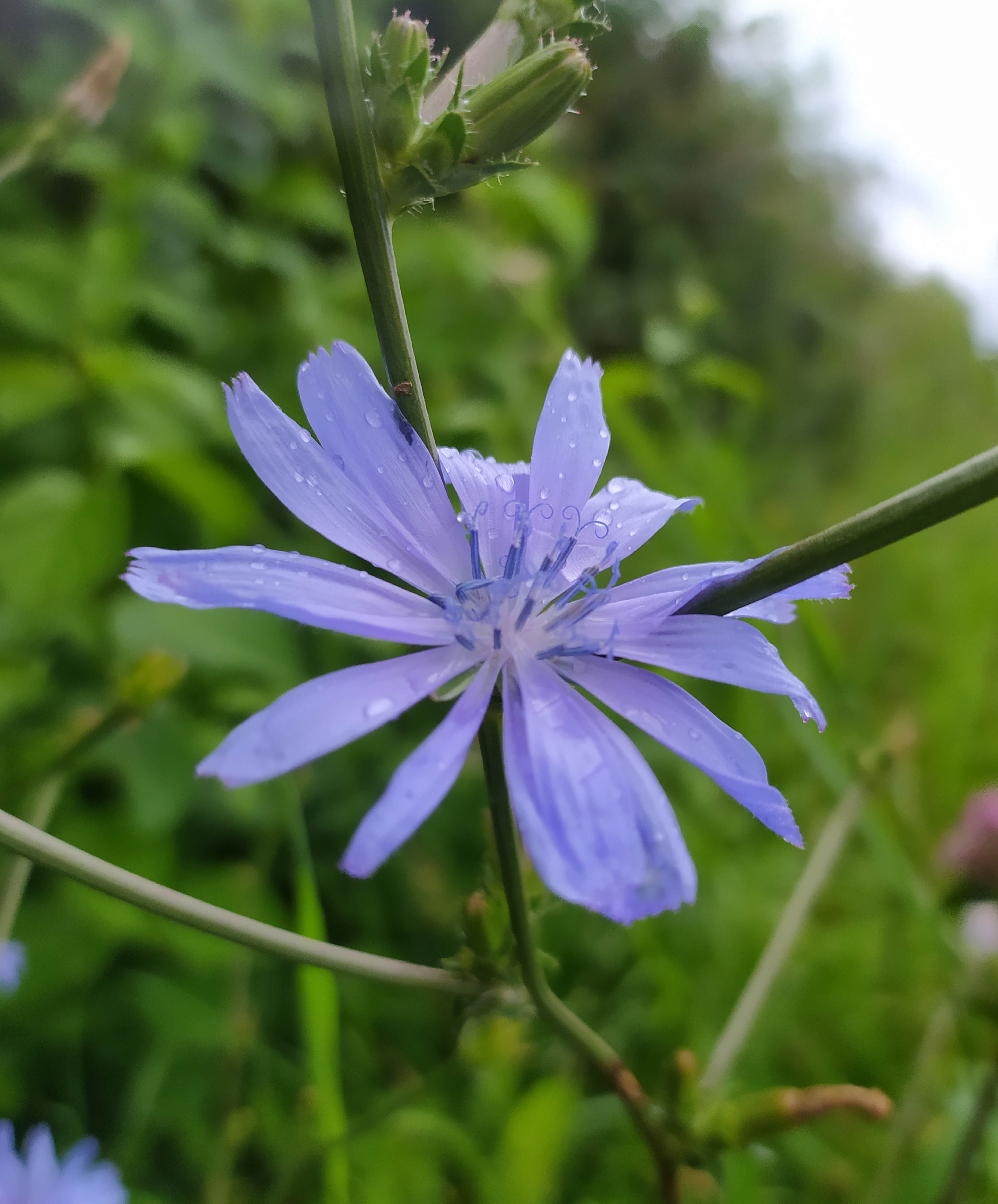 Picture of a blue Chicory flower